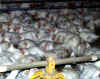 commercial poultry operation